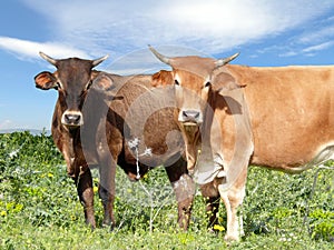 Cattle on pasture