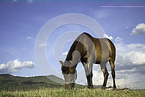 Cattle in pasture