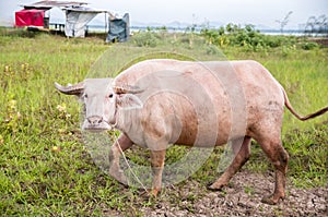 Cattle in pasture