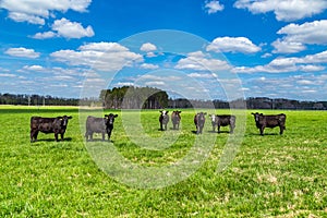 Cattle in a Pasture