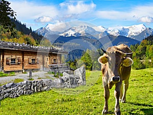 Cattle on pasture in the Alps in Bavaria