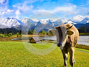 Cattle on pasture in the Alps in Bavaria
