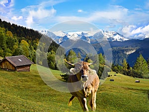 Cattle on pasture in the Alps in Bavaria