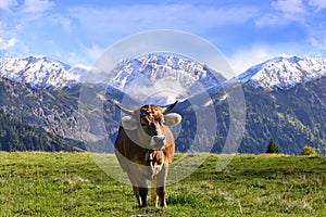 Cattle on pasture in the Alps in Bavaria