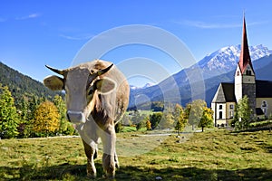 Cattle on pasture in the Alps in Bavaria