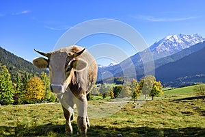 Cattle on pasture in the Alps in Bavaria