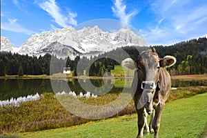 Cattle on pasture in the Alps in Bavaria