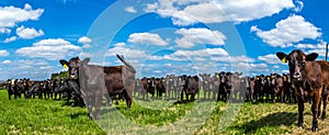 Cattle in a Pasture