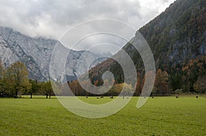 Cattle on pasture, autumn colors, mountains and couds in background; European Alps