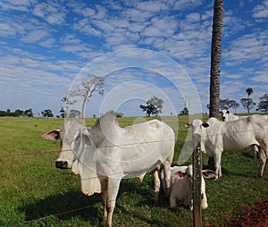 Cattle in pasture photo