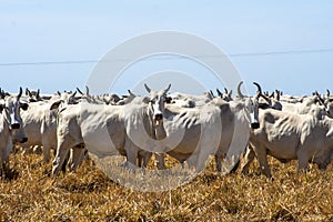 Cattle on pasture photo