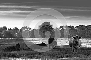 Cattle in pasture in monochrome