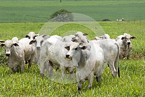 Cattle in pasture