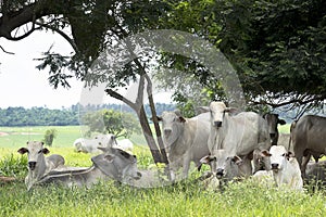 Cattle in pasture photo