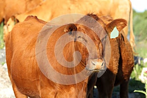 Red Angus cattle in a pasture