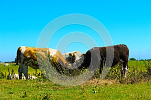 Cattle on a pasture Rother District Rye East Sussex