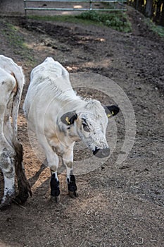 Cattle on pasture