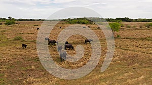 Cattle on the pasture in Sri Lanka view from above.