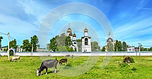 Cattle in pasture at St. Nicholas Monastery in Pereslavl-Zalessky - Yaroslavl Region, Russia