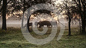 Cattle in the pasture at sunrise with copy space