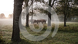 Cattle in the pasture at sunrise with copy space