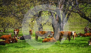 Cattle in pasture under trees