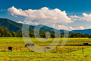 Cattle in a pasture and view of the Blue Ridge Mountains in the