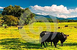 Cattle in a pasture and view of the Blue Ridge Mountains, in the