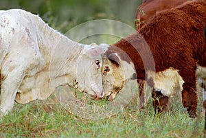 Cattle playing