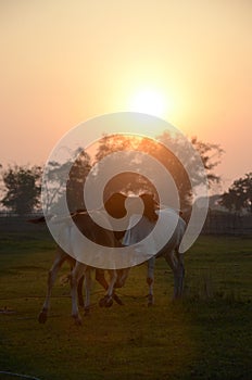 Cattle are Playing in a grassy field during midday and sunset view the forenoon photo