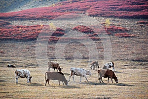 Cattle on the prairie in autumn