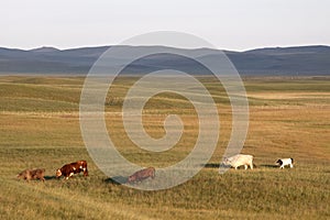 Cattle in prairies photo