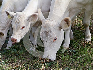 Cattle on the prairy