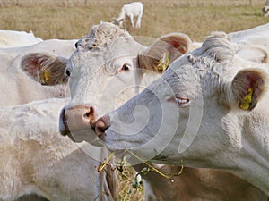 Cattle on the prairy