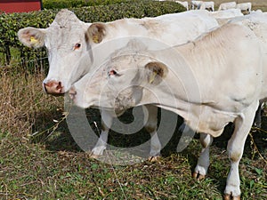 Cattle on the prairy