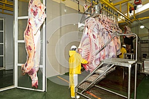 Cattle Production Line In A Slaughterhouse photo