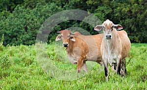 Cattle in Queensland Australia