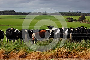 The cattle in the ranch