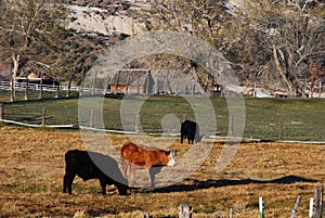 Cattle on a Ranch