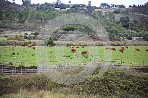 Cattle ranch on the banks of the Seixe River in Odeceixe