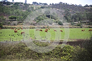 Cattle ranch on the banks of the Seixe River in Odeceixe