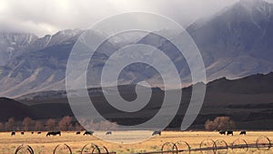 Cattle ranch at foot of mountains