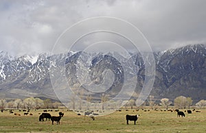 Cattle Ranch and Mountains