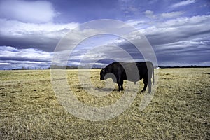Cattle Ranch on The Prairies