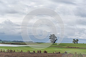 Cattle ranch and rural landscape in Brazil