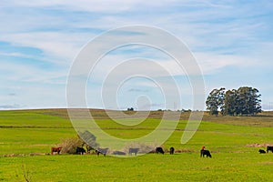 Cattle ranch and rural landscape in Brazil