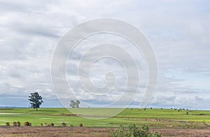 Cattle ranch and rural landscape in Brazil