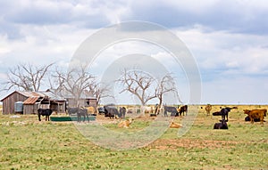 Cattle ranch, Texas Panhandle near Amarillo, Texas, United State photo