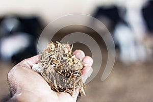 Cattle rancher analyzes sawdust and compost manure in the Compost Barn system.