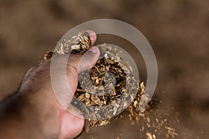 Cattle rancher analyzes sawdust and compost manure in the Compost Barn system.